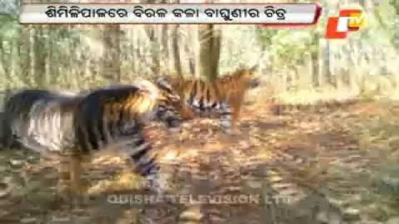 Black tigress found in Similipal National Park