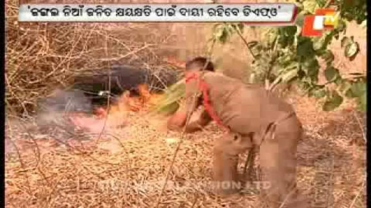 DFOs to be held responsible for forest fire in Odisha