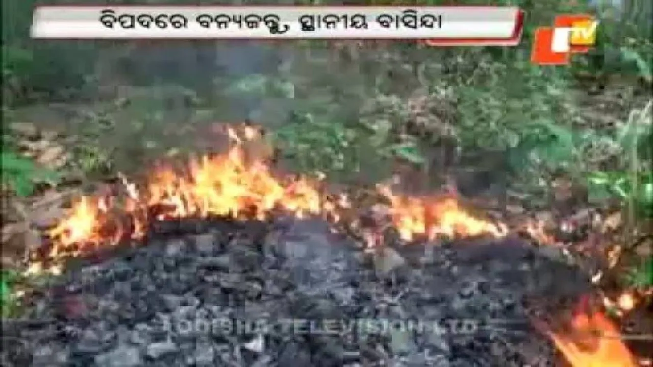 Fire continues to raze in Kuldiha, Satkosia sanctuaries