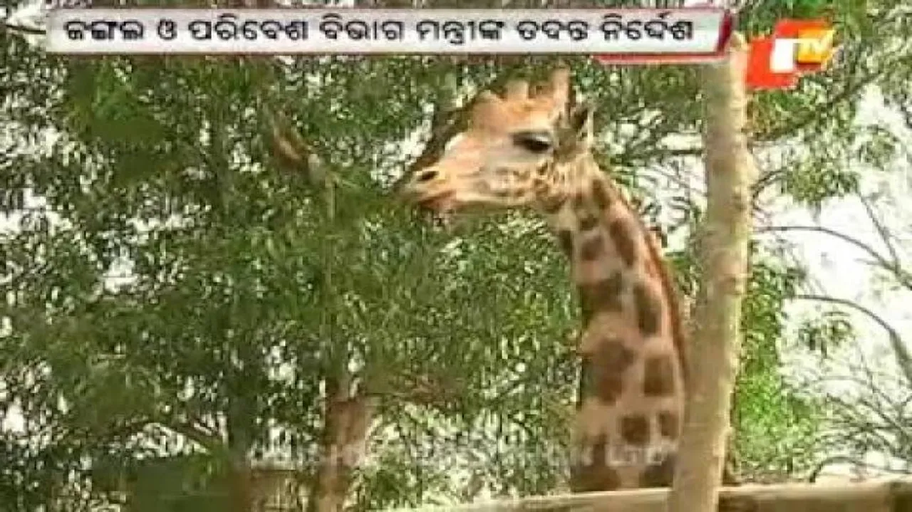 Male giraffe ‘Joy’ died of heart stroke