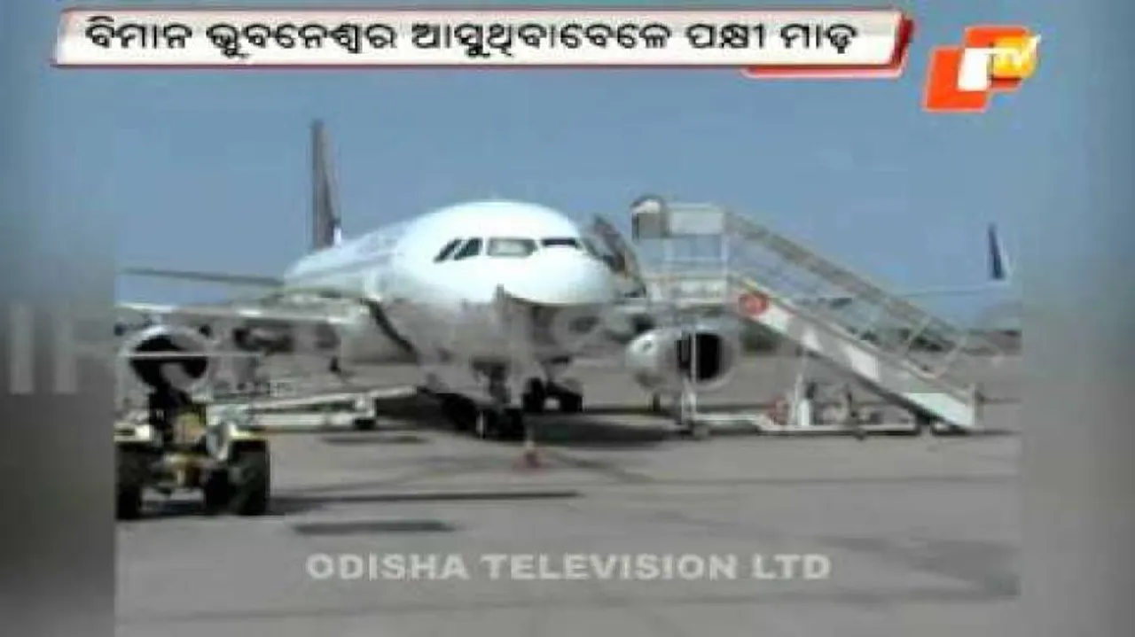 Vistara flight hits bird, grounded