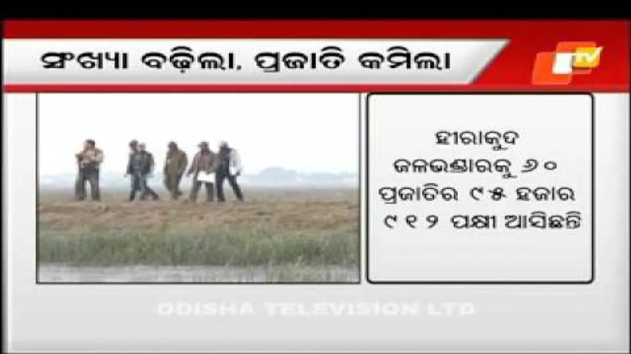 Number of migratory birds rises in Chilika, falls in Bhitarkanika