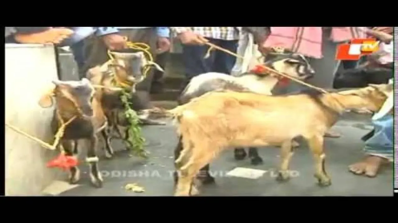 Tension over animal sacrifice in Bolangir temple