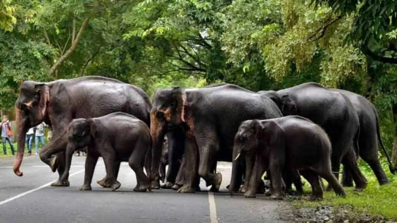 High-level panel to probe deaths in human-elephant conflicts in Odisha, Jharkhand