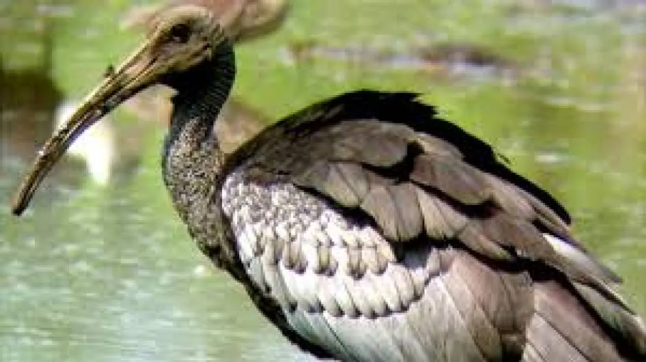 Giant ibis 19 nests discovered in Cambodia