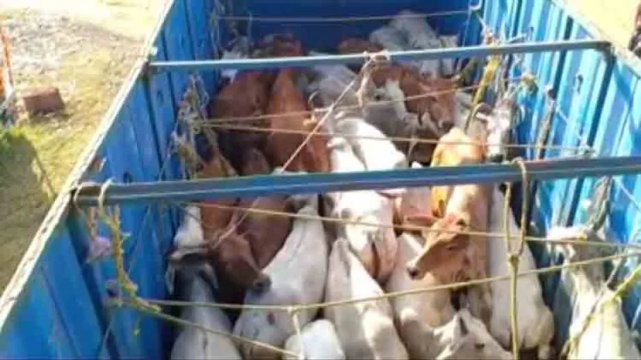 Cattle-laden truck seized in Khurda