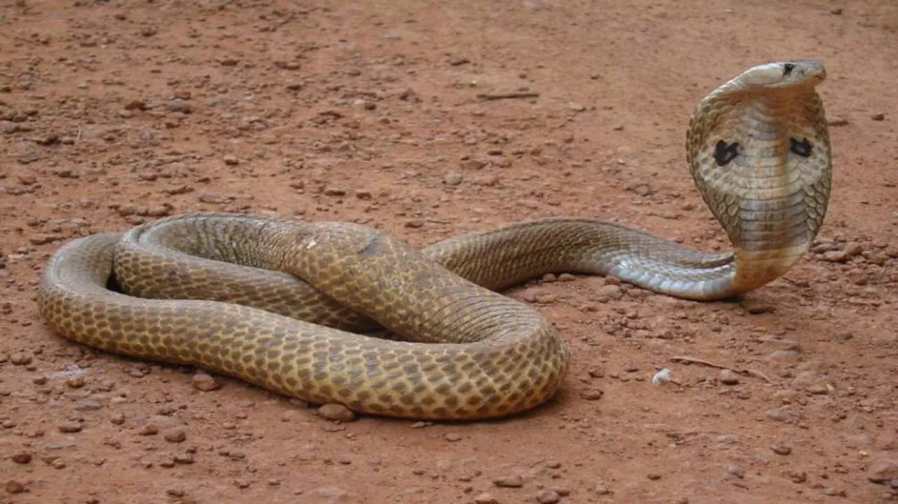 Indian cobra rescued in Kendrapara
