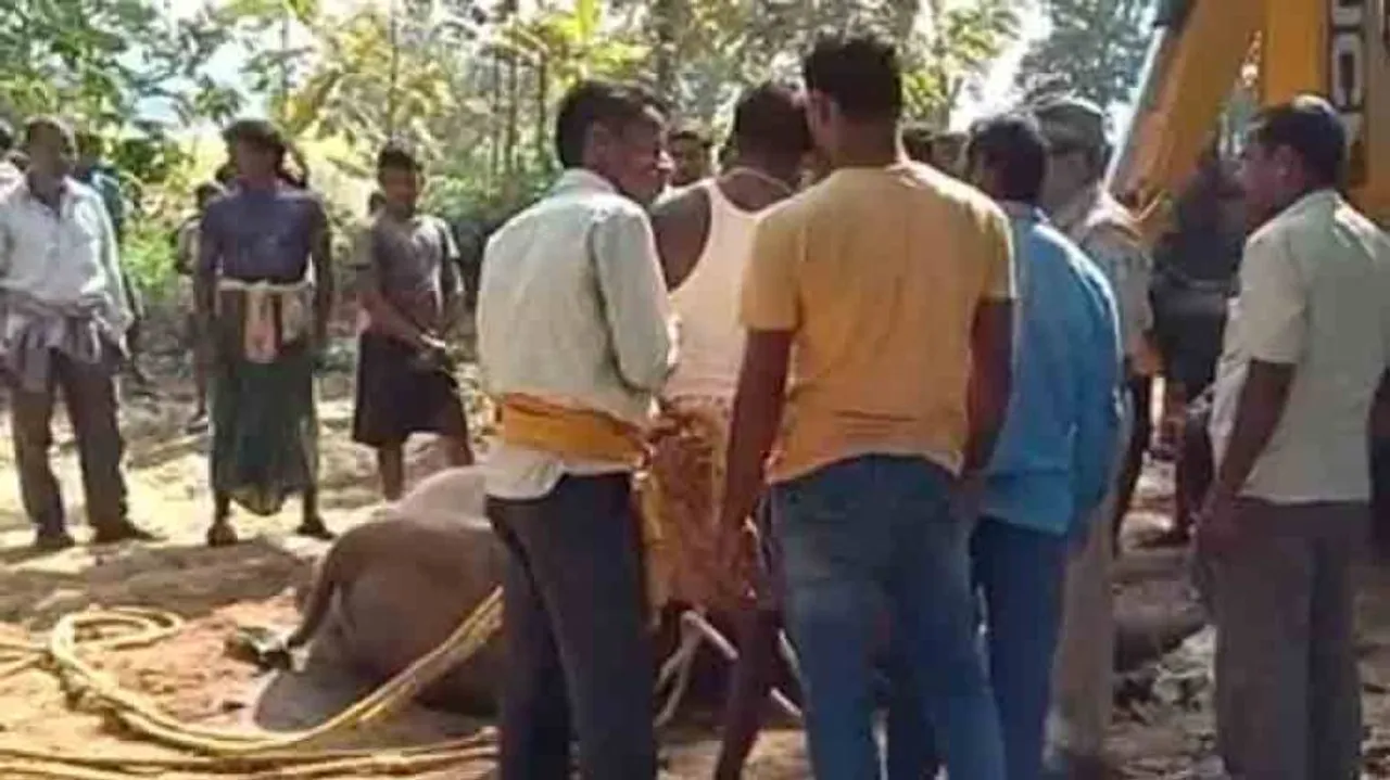 Sick elephant dies in Choudwar; 12 deaths in 2 months
