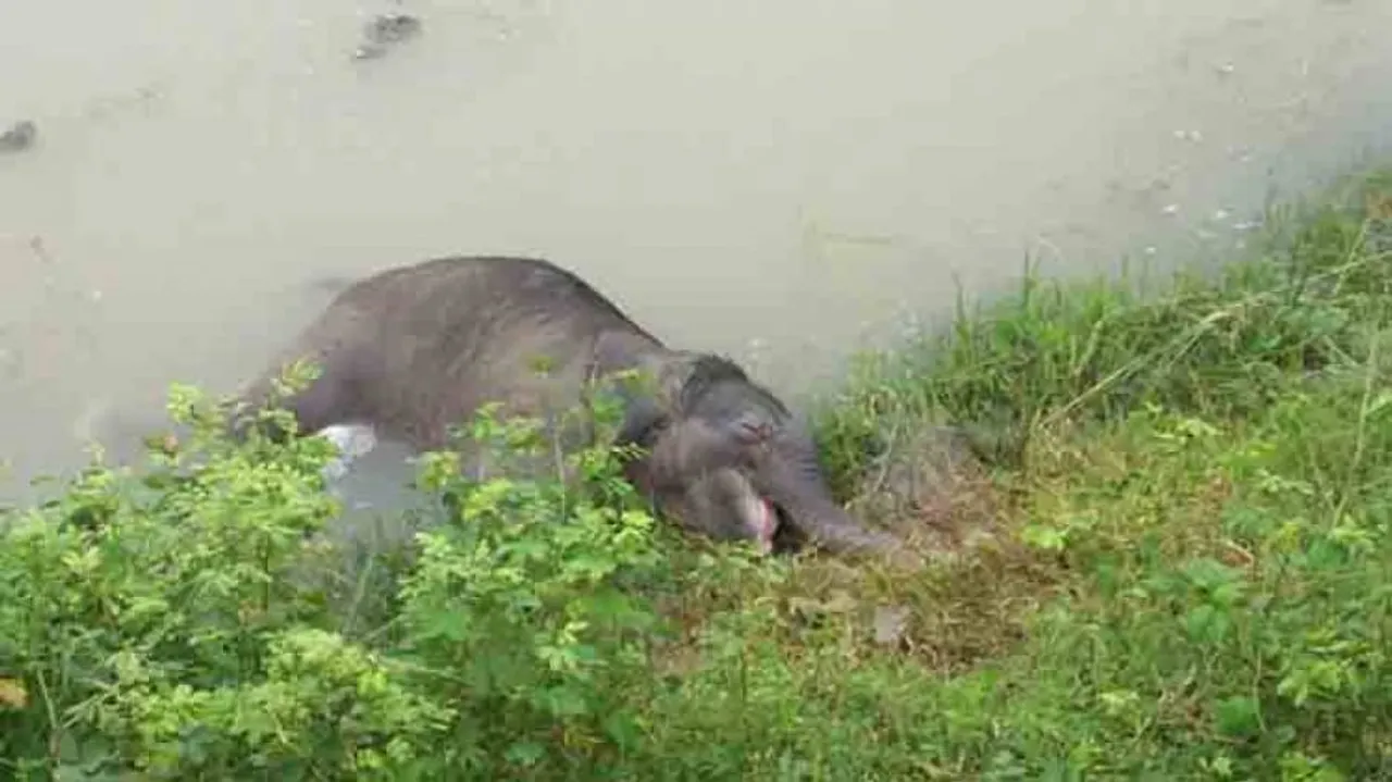 Electrocution of elephants: Odisha asks discoms to pull the plug