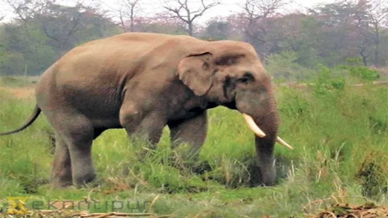 Deadly selfie: Man trampled to death by jumbo while clicking pic