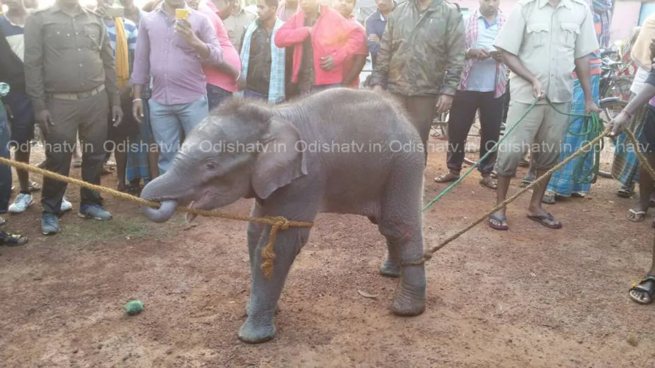 Man-elephant conflict: One trampled, baby jumbo rescued in separate incidents