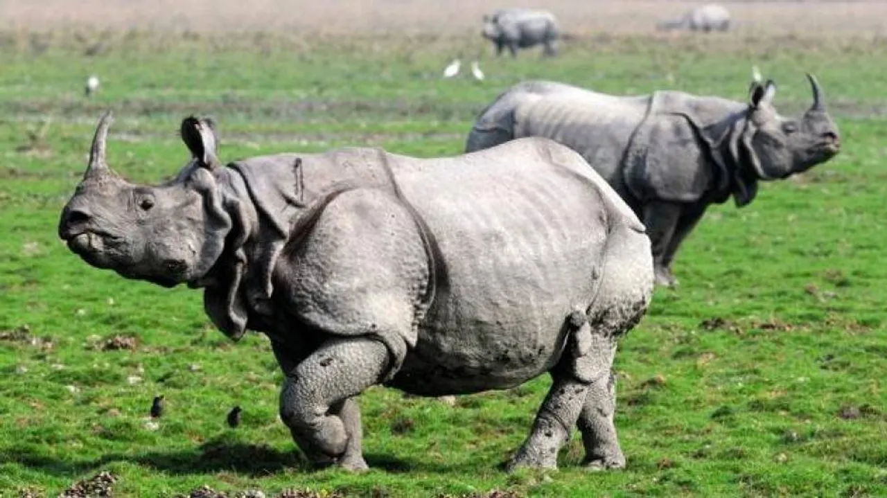 Kaziranga National Park thrown open to tourists