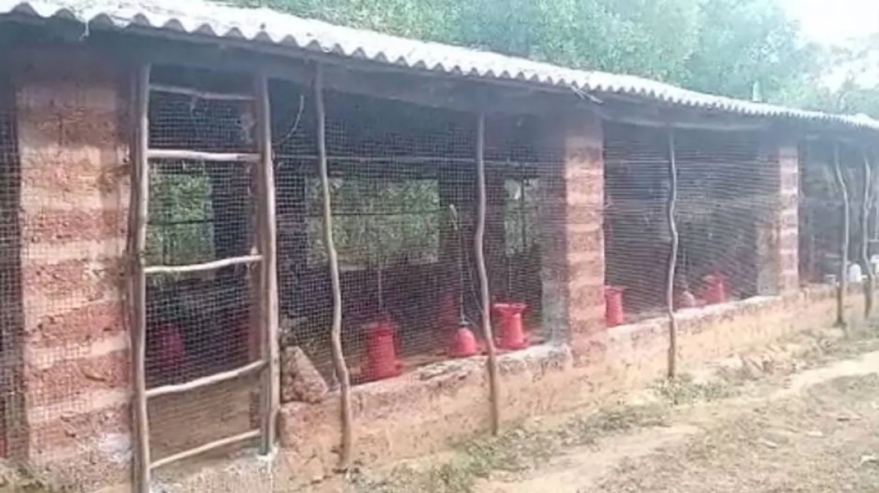 Bird Flu Scare: Mass Poultry Deaths At A Farm In Khordha Triggers Panic