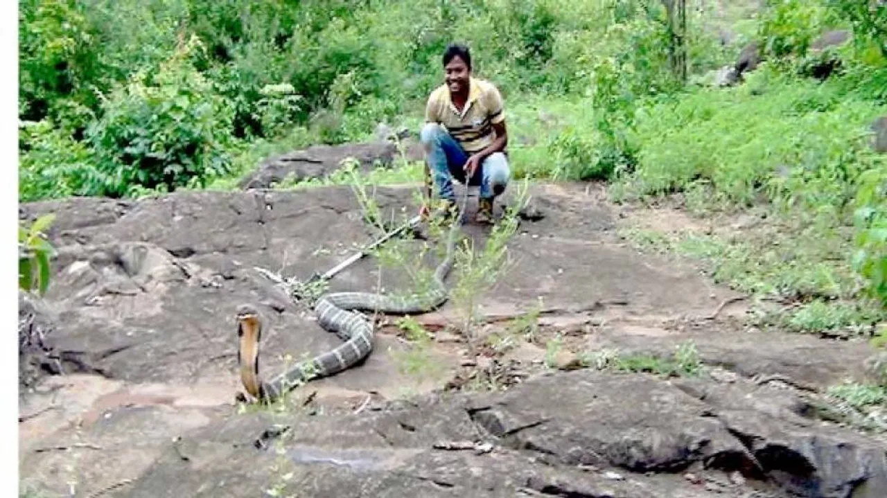 18-ft long king cobra rescued from Similipal village