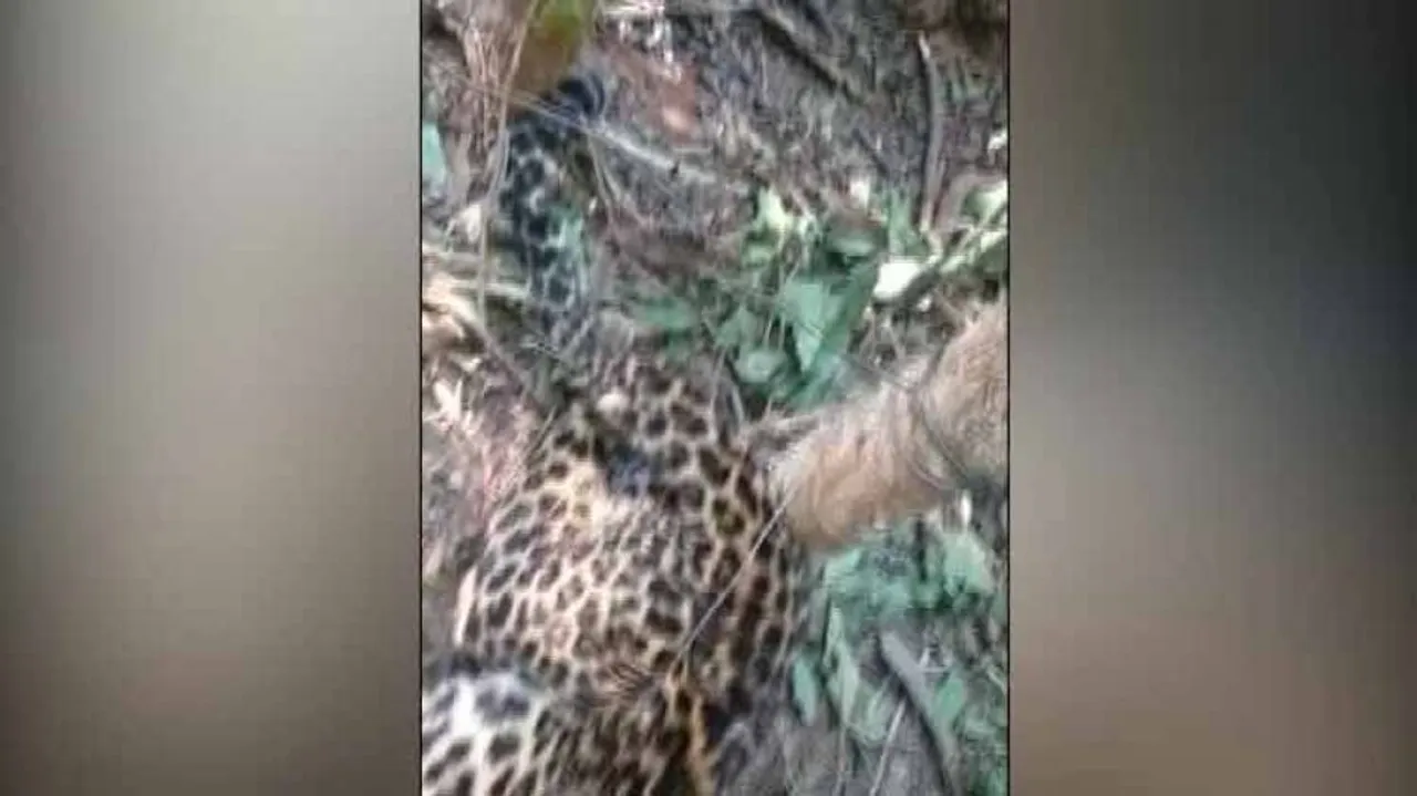 Rising leopard deaths in Odisha raise concern