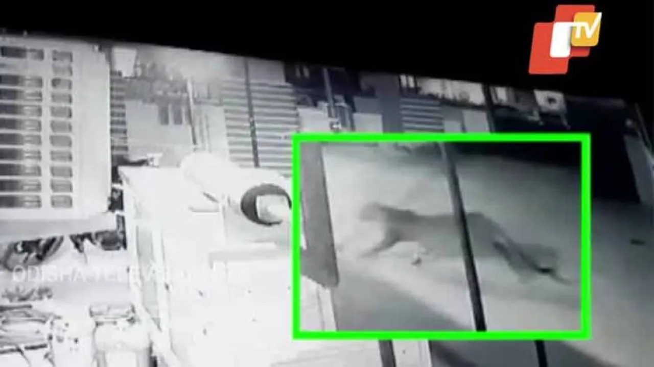 Leopard spotted in Bhubaneswar; visuals captured in CCTV