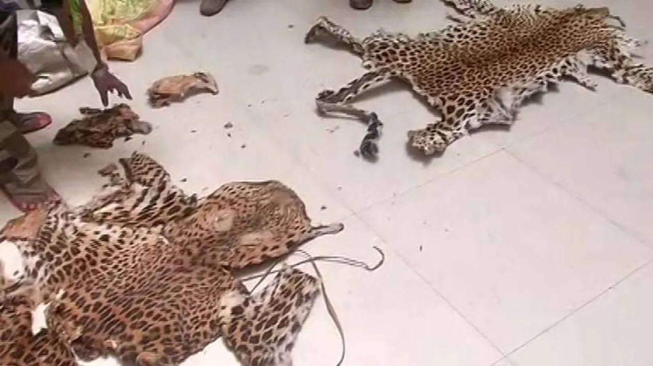 Caught On Cam: Leopard Skin Trade In Odisha Sparks Concerns