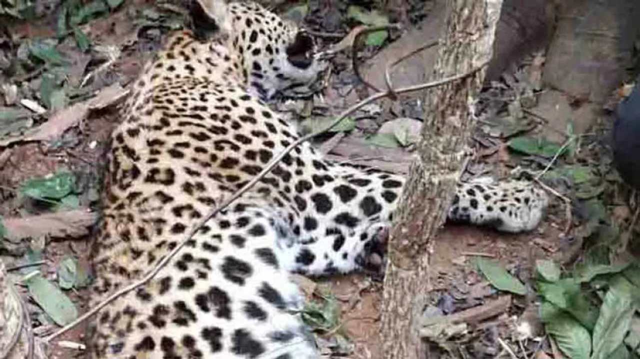 Leopard found dead in Badmal Forest Range in Bolangir