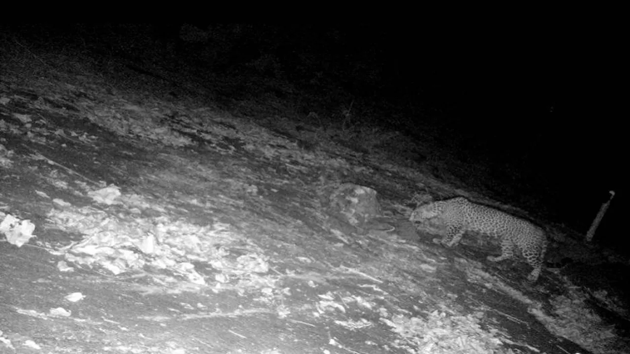 Leopard caught on CCTV in Malkangiri