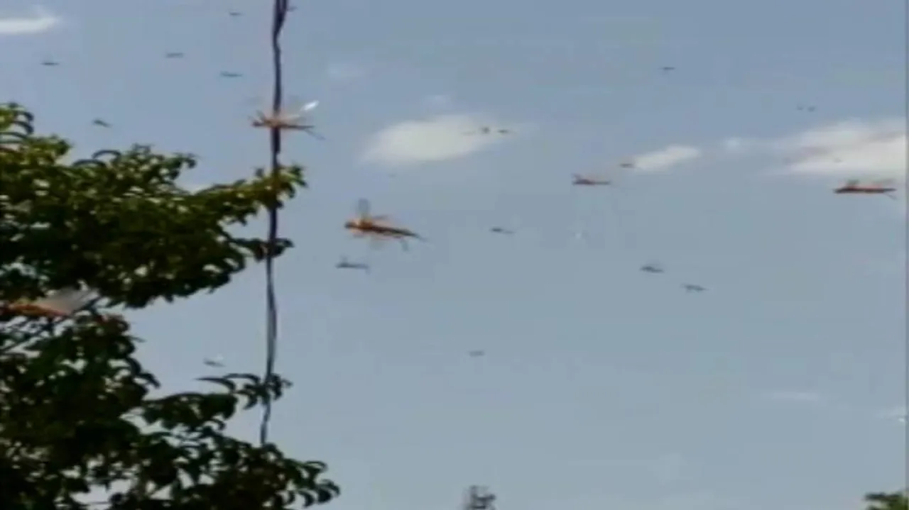 Locust Threat: 'Odisha closely monitoring situation'