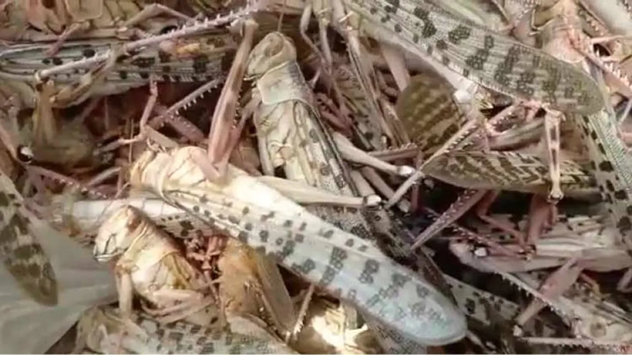 Locust Threat Resurfaces For Odisha Amid Monsoon