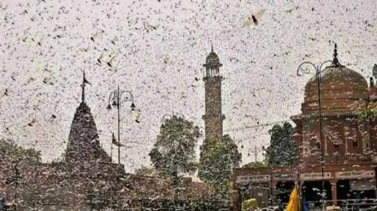 Locust Attack: After Invading UP, Swarms Enter Nepal