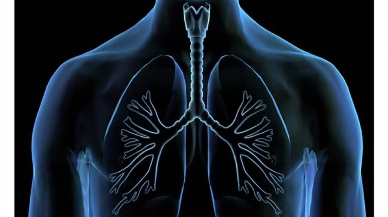 Fat Accumulates Inside Lungs Of Obese People