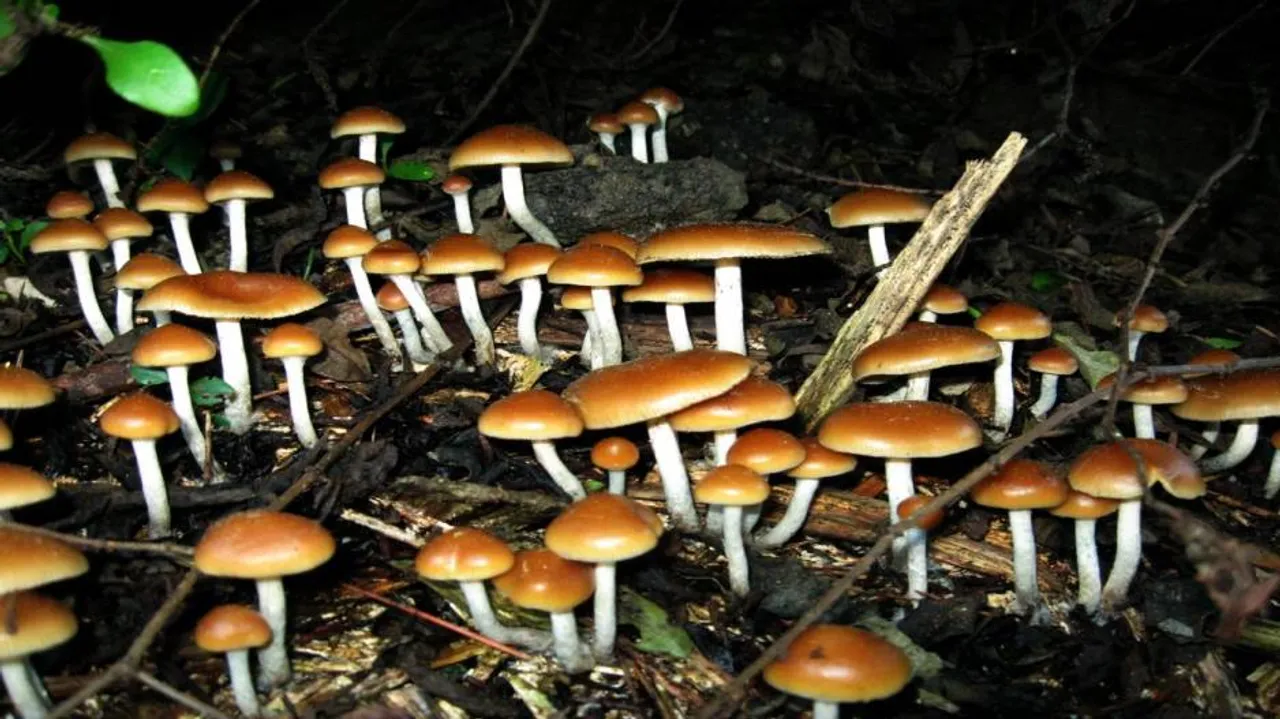 Magic mushrooms may 'reset' depressed brains: Study
