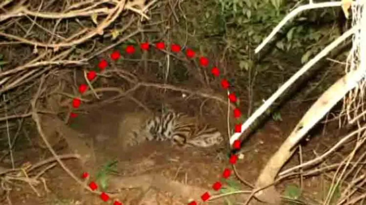 Tiger Mahavir was a casualty of poaching, reveals NTCA report