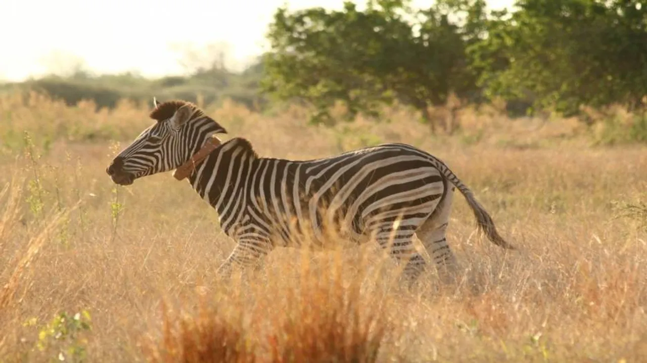 How human modifications of natural landscapes affects mammals