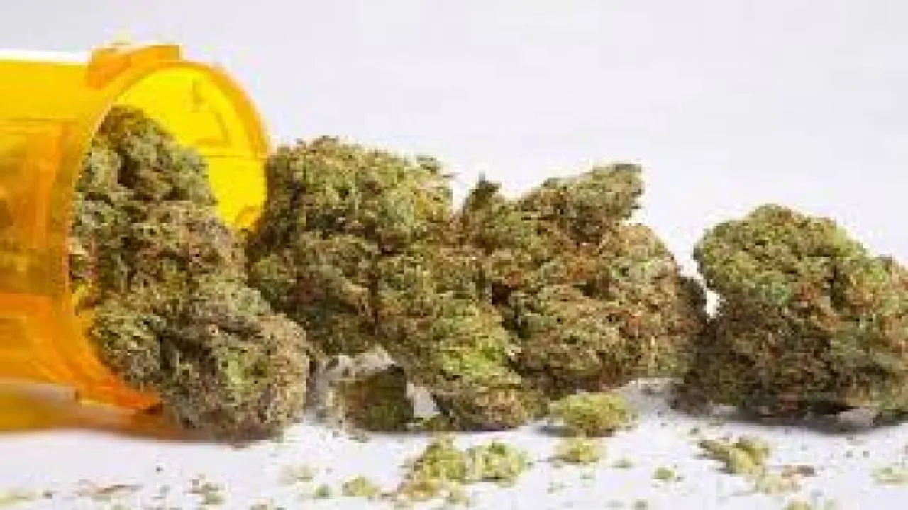 Marijuana may help in organ transplant