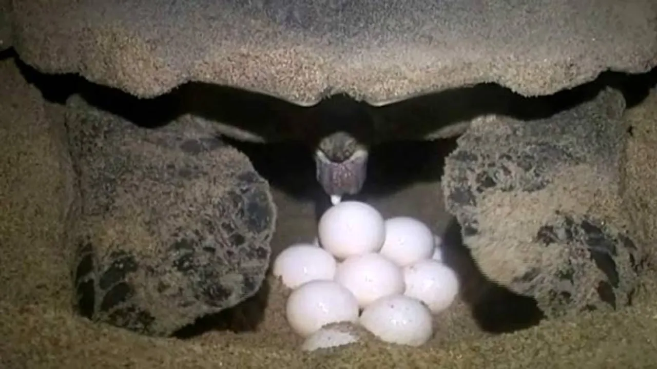 Olive Ridley Turtles Begin Laying Eggs Along Odisha Coast