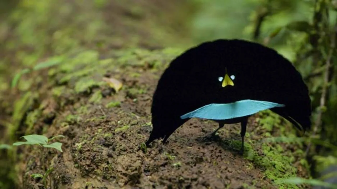 Incredible mating dance amuse Twitterati