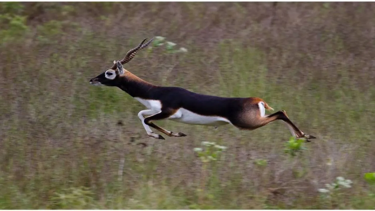 Blackbuck carcass found in Odisha