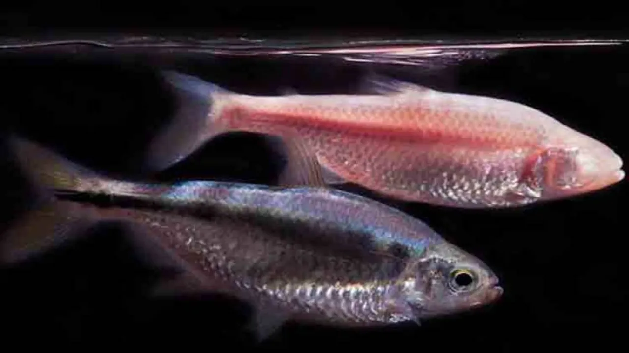Mexican tetra fish may offer heart failure treatments in humans