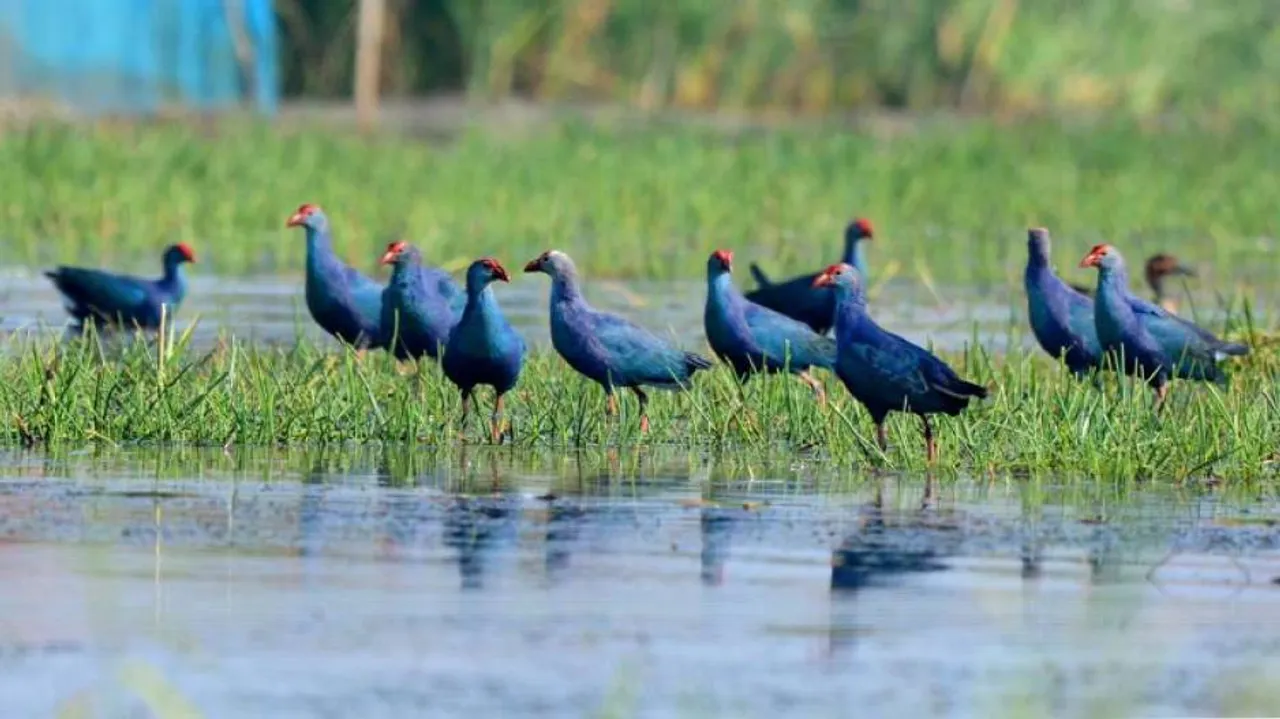 Odisha Mulls Preservation Of Migratory Avian Specimens