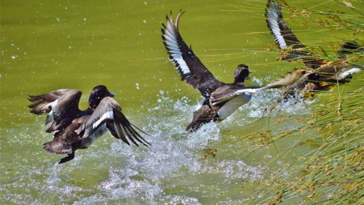 2 Poachers Held In Chilika, 13 Dead Migratory Birds Seized