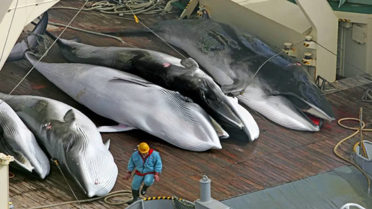 Over 120 pregnant minke whales killed in Japan