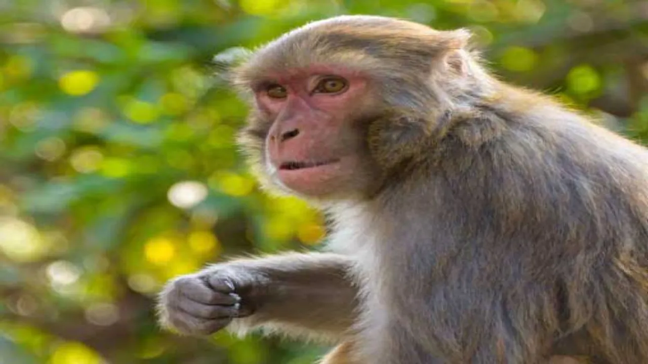 Monkey menace in Kendrapara's Khamalo village