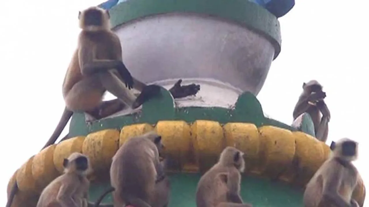 Monkey menace haunts devotees at Dhabaleswar temple