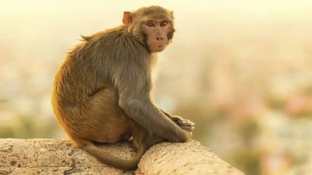 Man attacked by monkey, dies