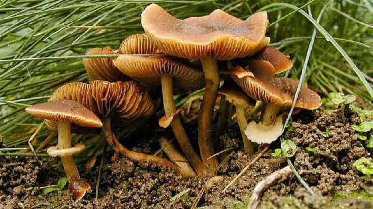 7 taken ill after consuming ‘toxic’ mushroom in Koraput