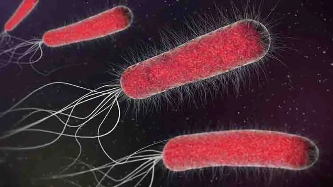 How E.coli could aid in fight against anaemia