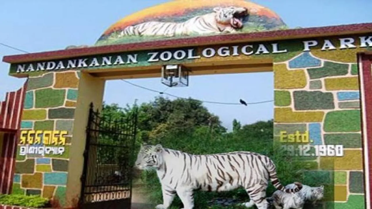 Chimp Pampeta delivers 6th baby at Nandankanan Zoo
