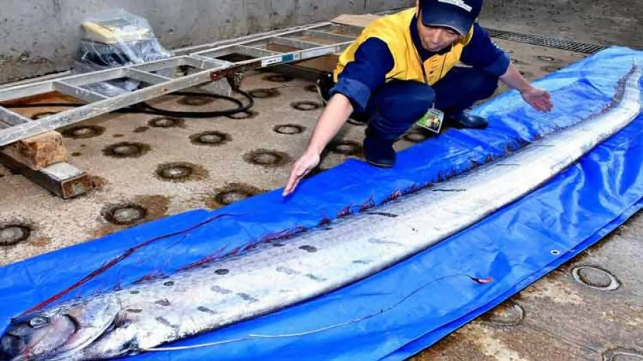 Rare fish sightings in Japan raise quake, tsunami fears