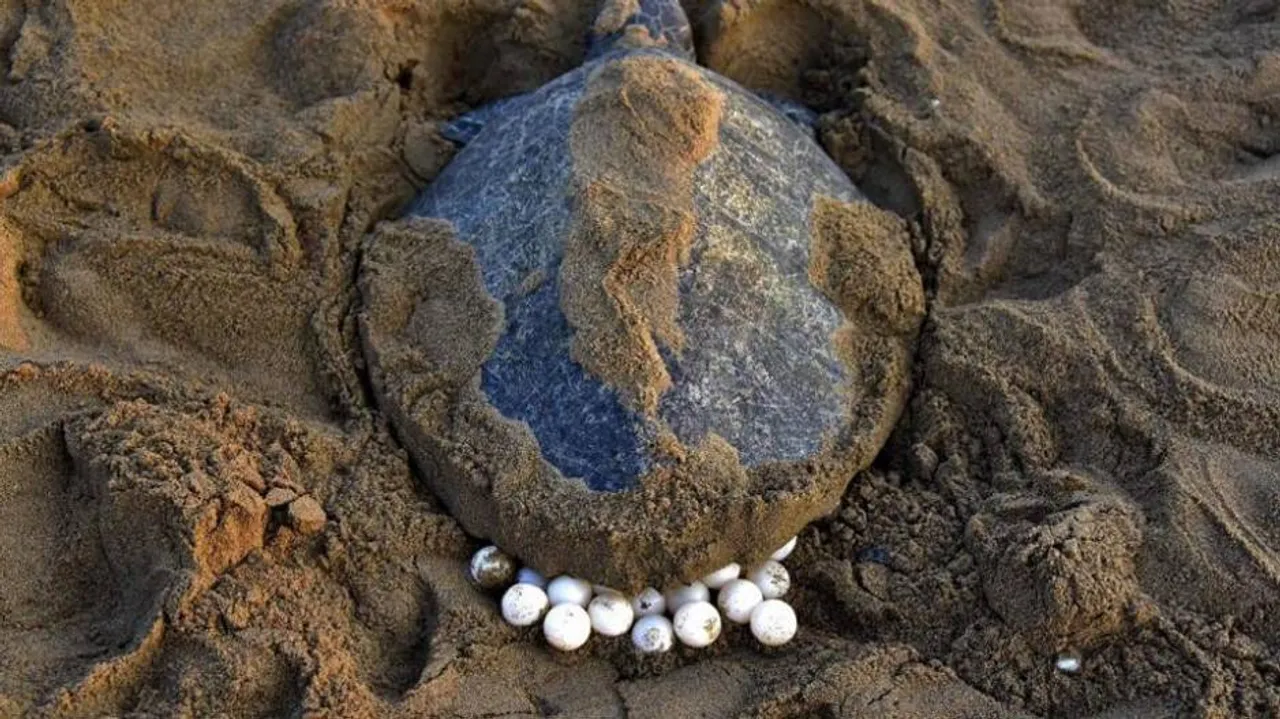 Wildlife lovers dismayed over destruction of turtle eggs