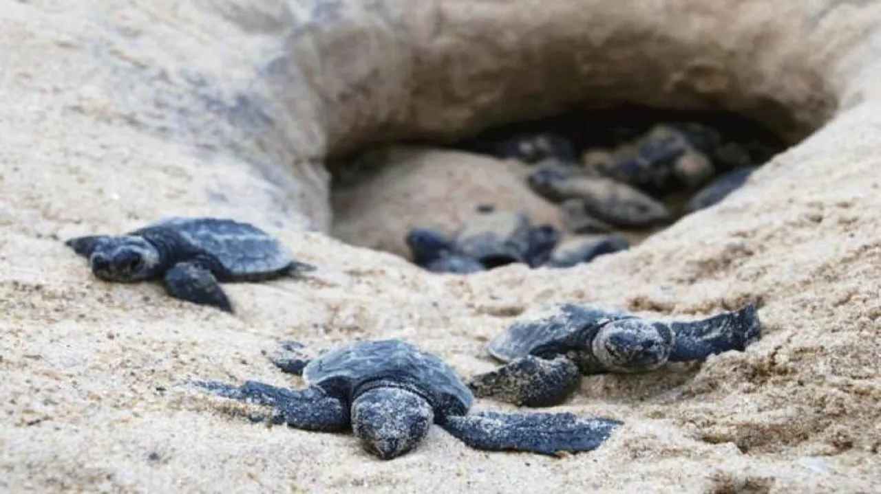 Much awaited mass hatching of Olive Ridley turtles start