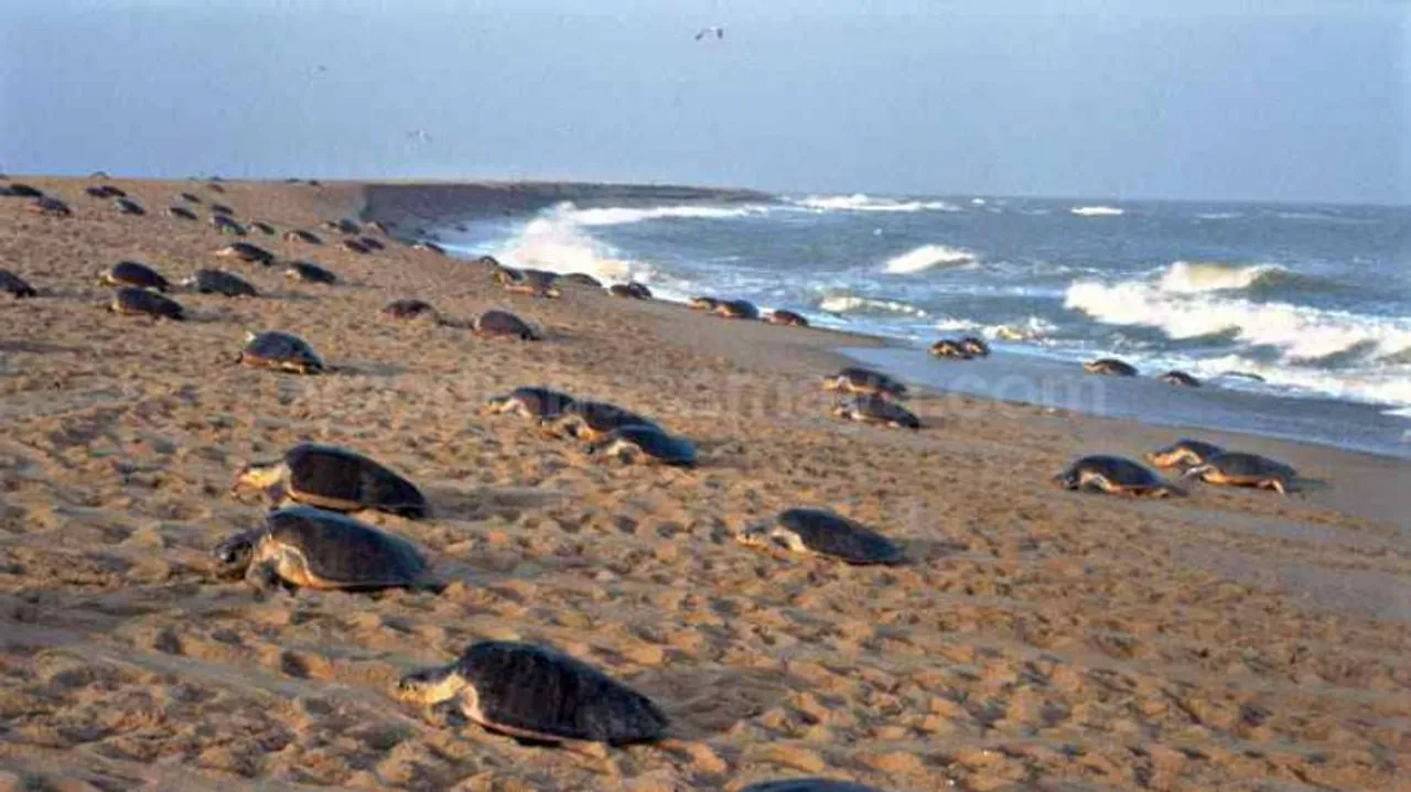 Protection units set up for safety of Olive Ridley turtles