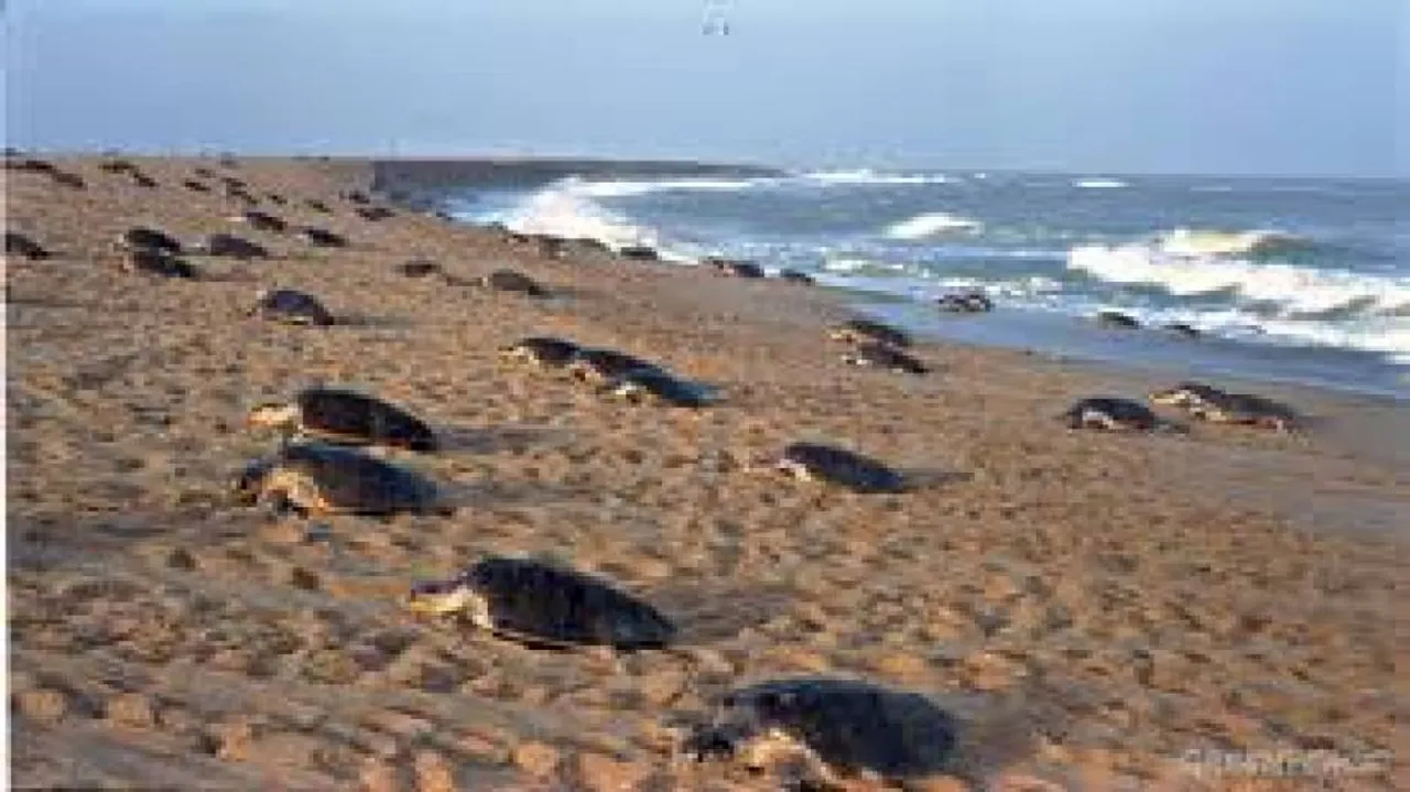 Webcast of Olive Ridley sea turtle nesting in Odisha