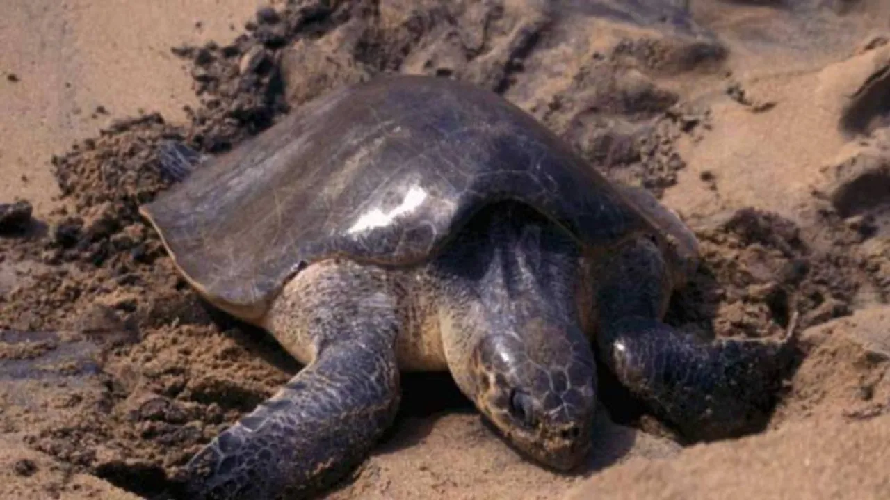 Odisha finalises action plan for turtle protection